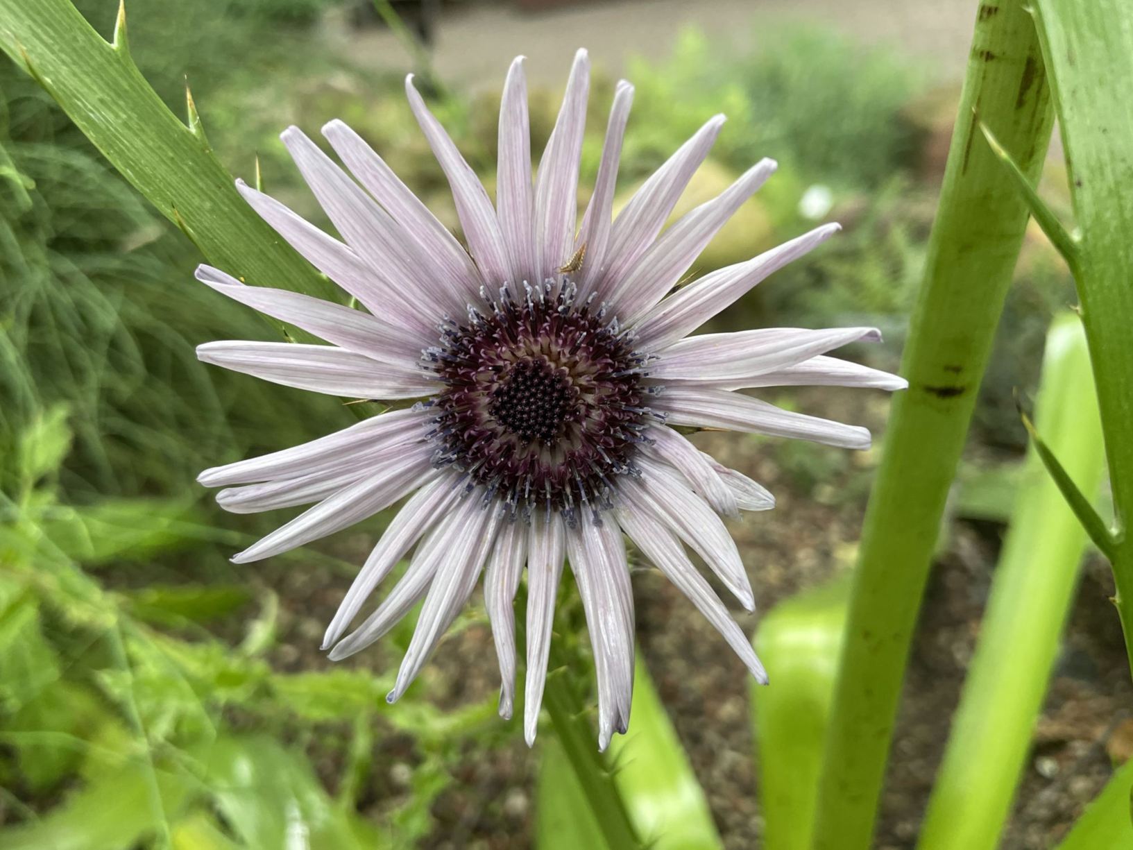 Berkheya purpurea