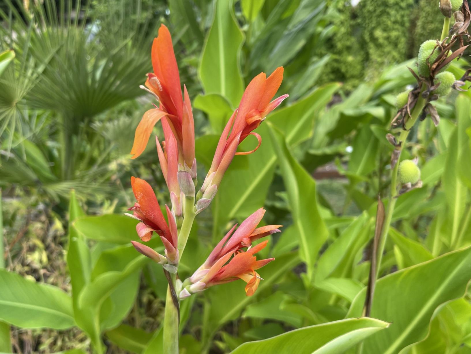 Canna iridiflora