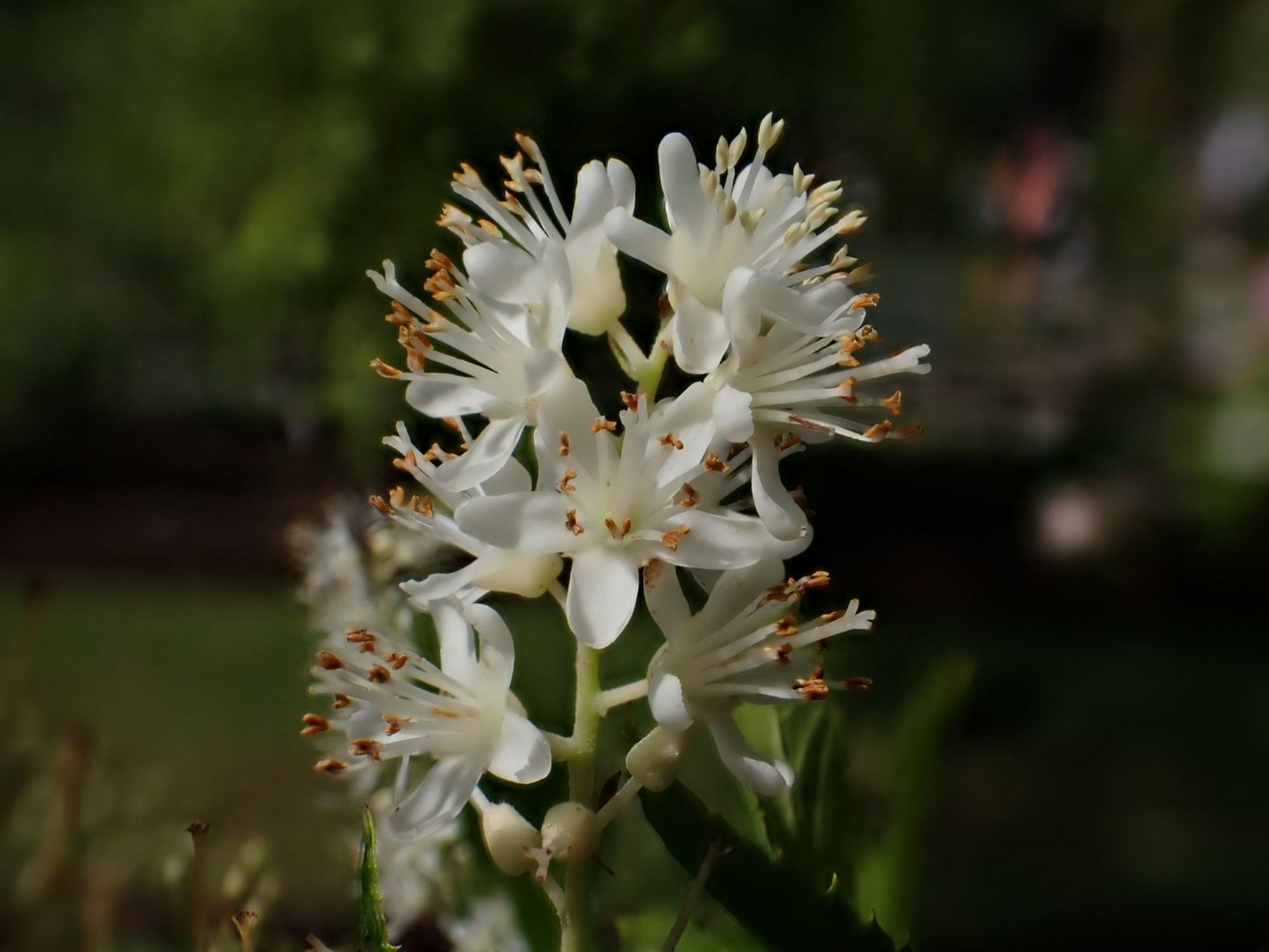 Clethra fargesii