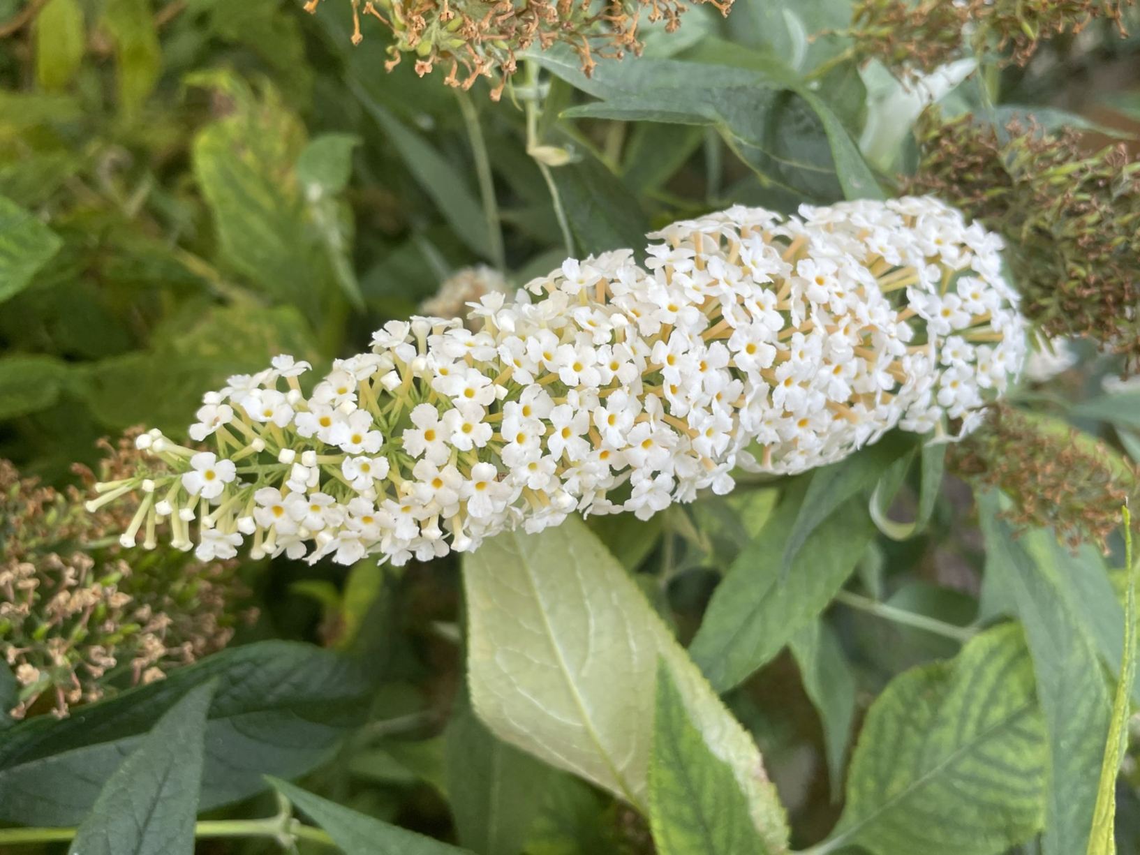 Buddleja 'Buzz Ivory'
