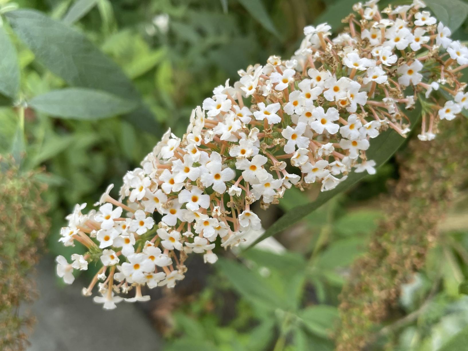 Buddleja 'White Bak'
