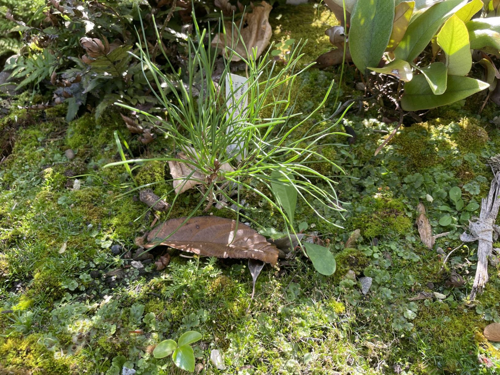 Pinus uncinata