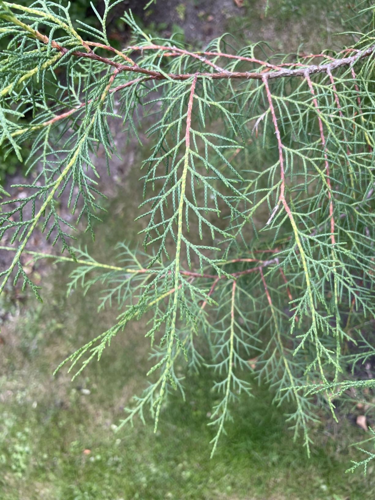 Cupressus torulosa