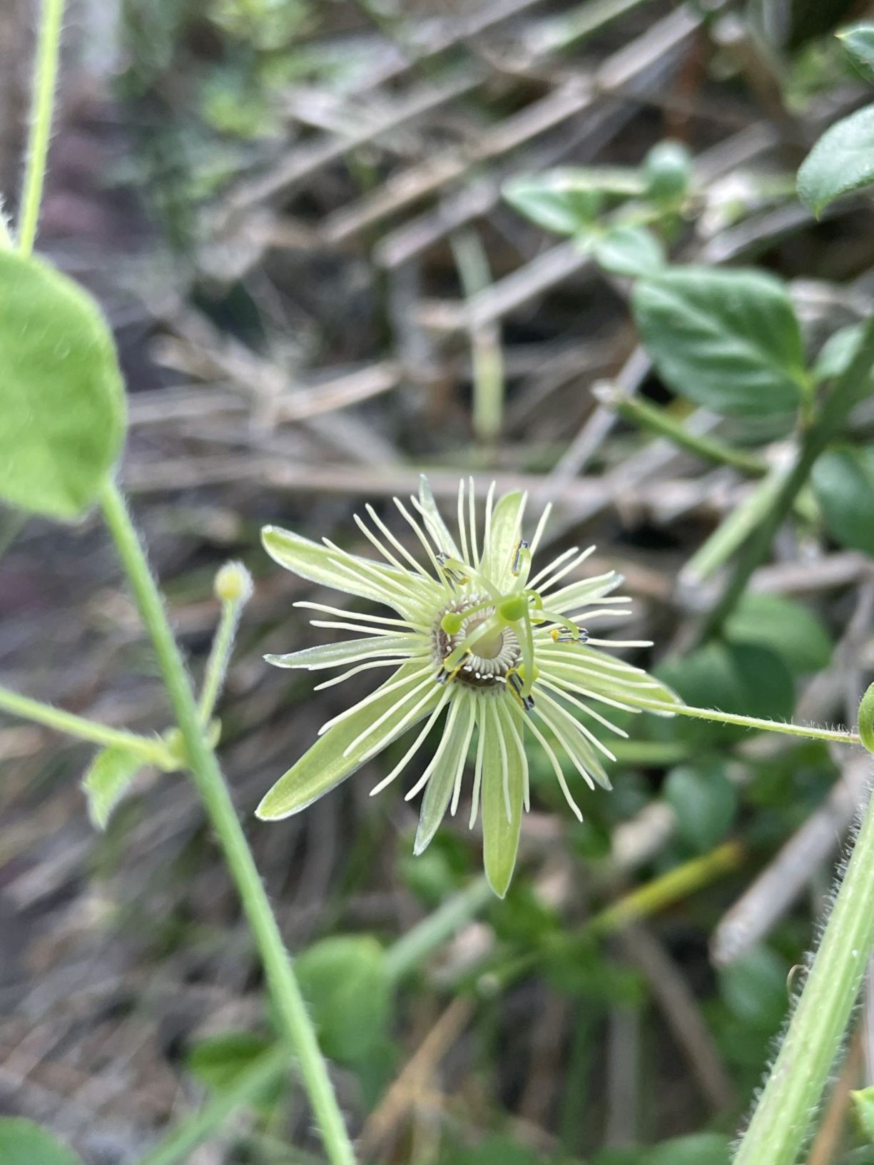 Passiflora lutea