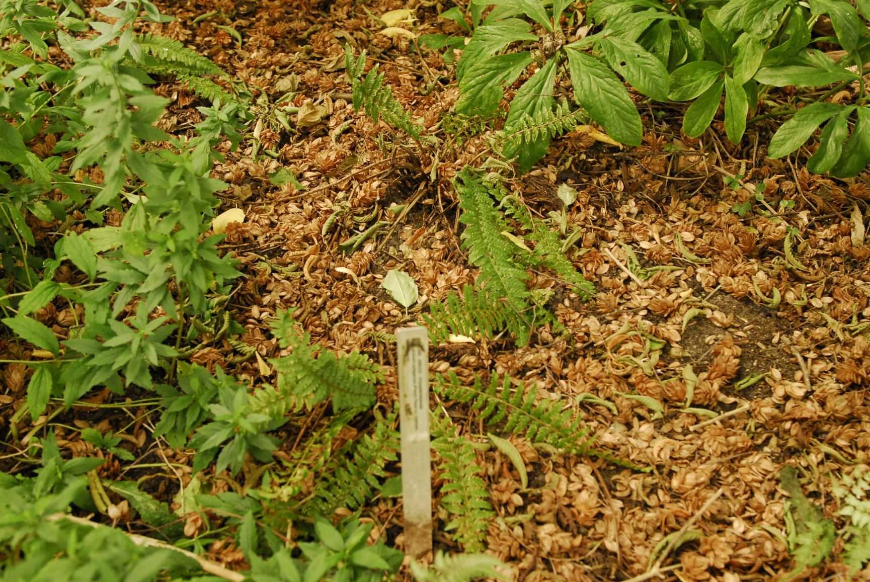 Polystichum × setigerum 'Dahlem'