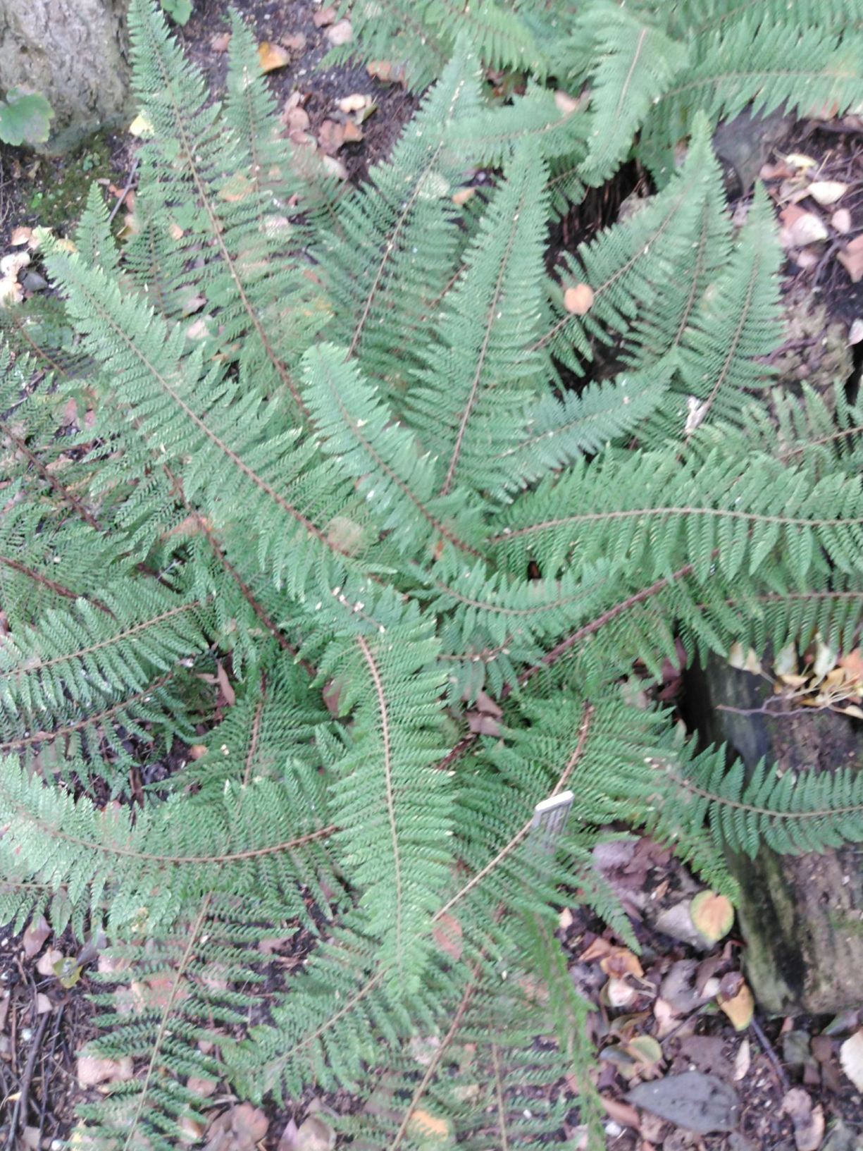 Polystichum setiferum (Divisilobum Group) 'Plumosum Densum'