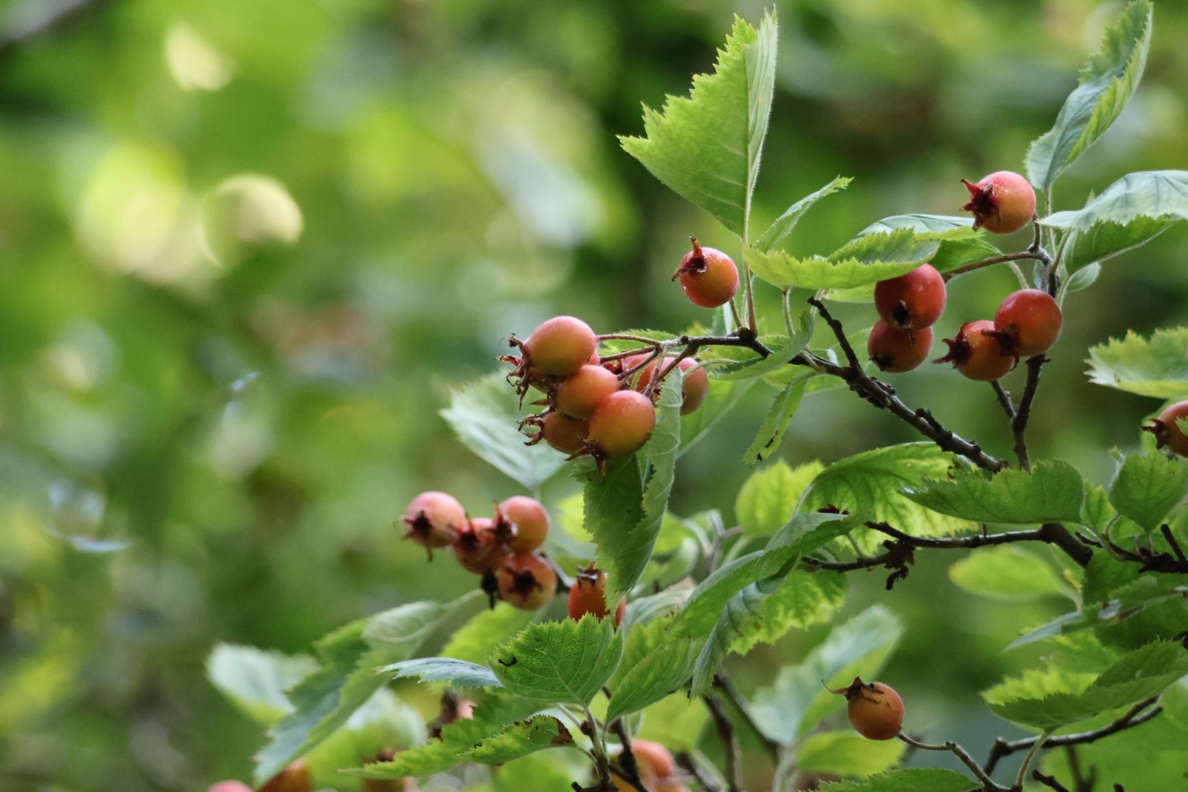 Crataegus mollis