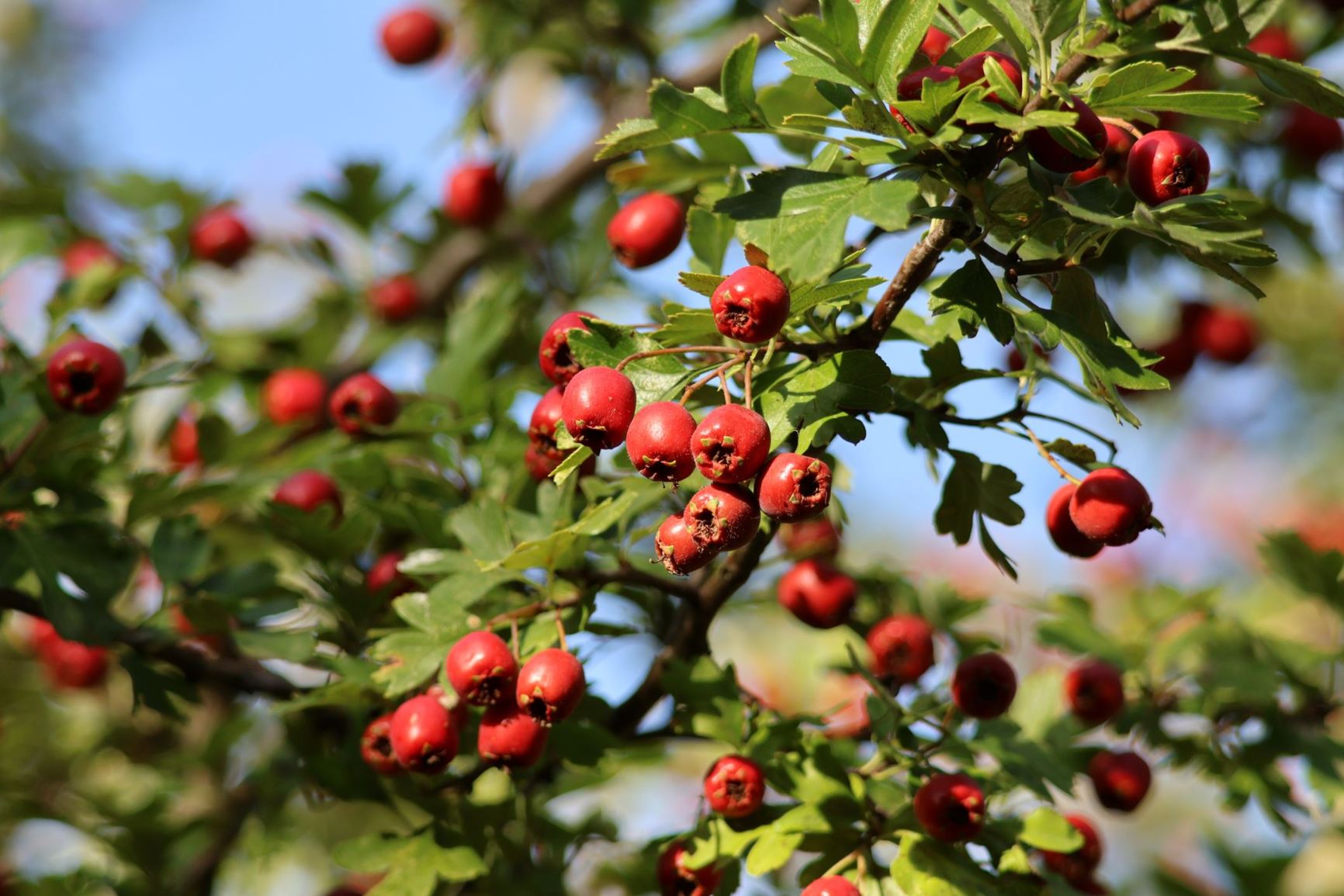 Crataegus monogyna