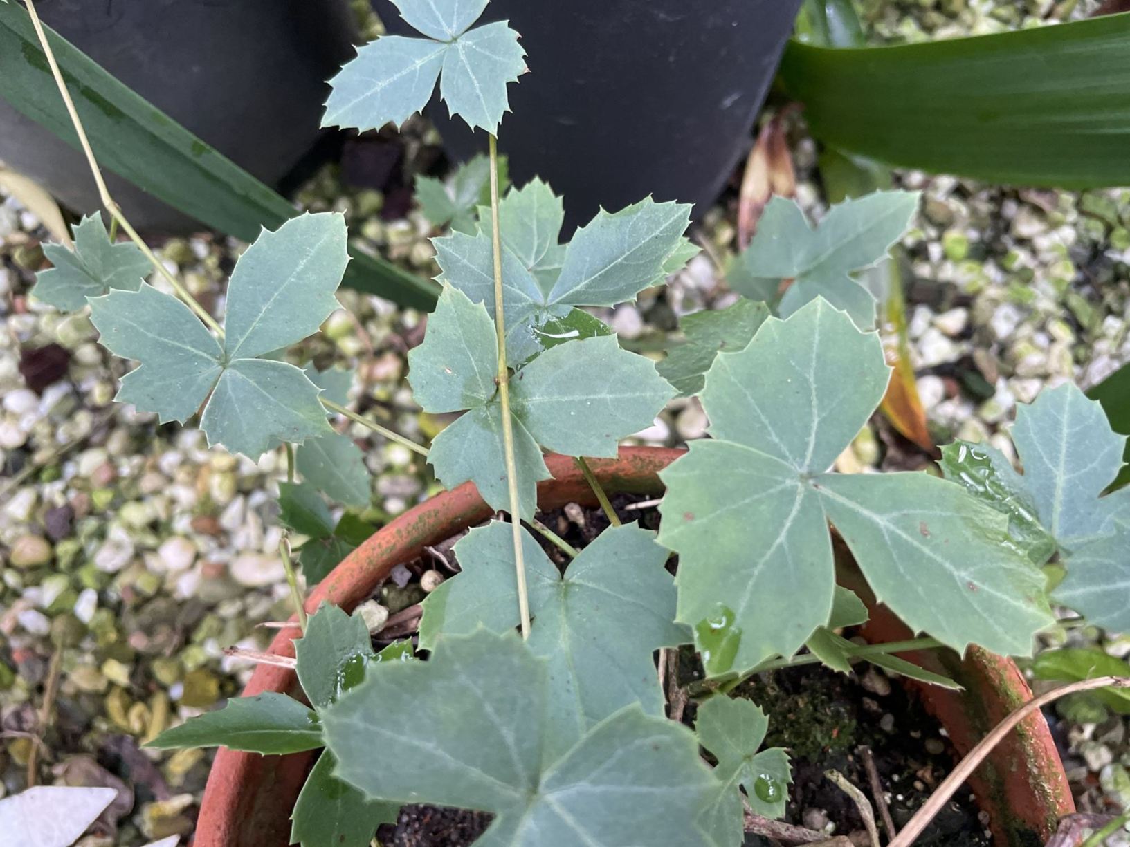 Cissus trifoliata