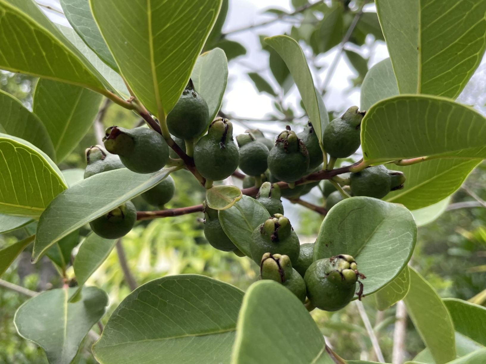 Psidium guajava