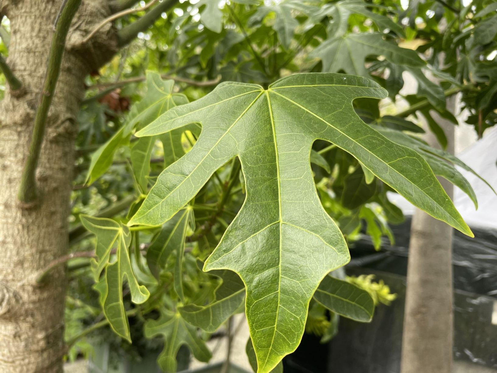 Brachychiton discolor