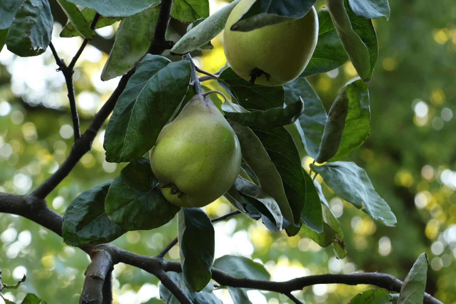 Cydonia oblonga 'Vranja'