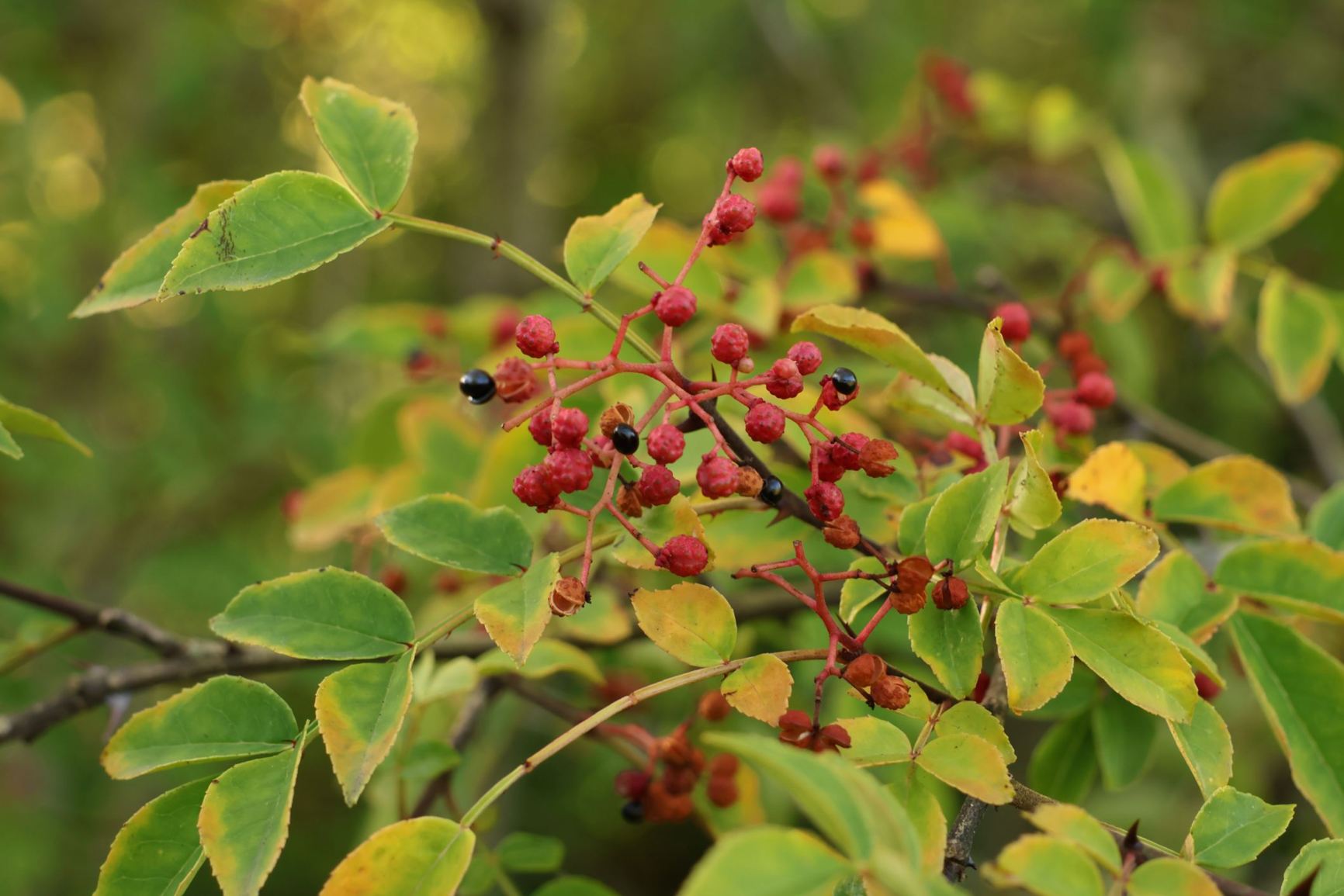 Zanthoxylum bungeanum - Sichuanpeper, Szechuanpeper, Prickly ash, Sichuan pepper, Huajiao, 花椒