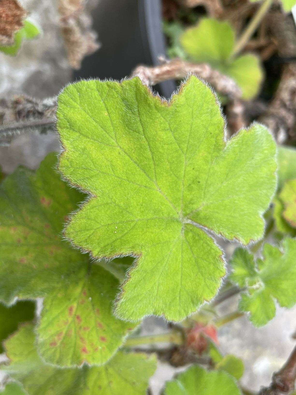 Pelargonium tomentosum