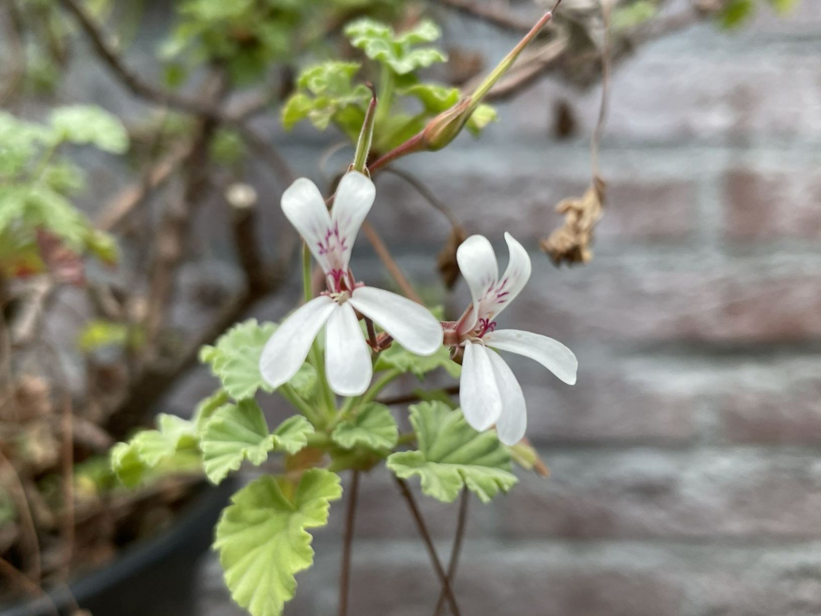 Pelargonium odoratissimum