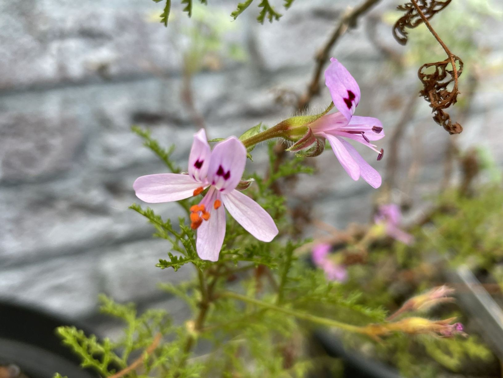 Pelargonium denticulatum
