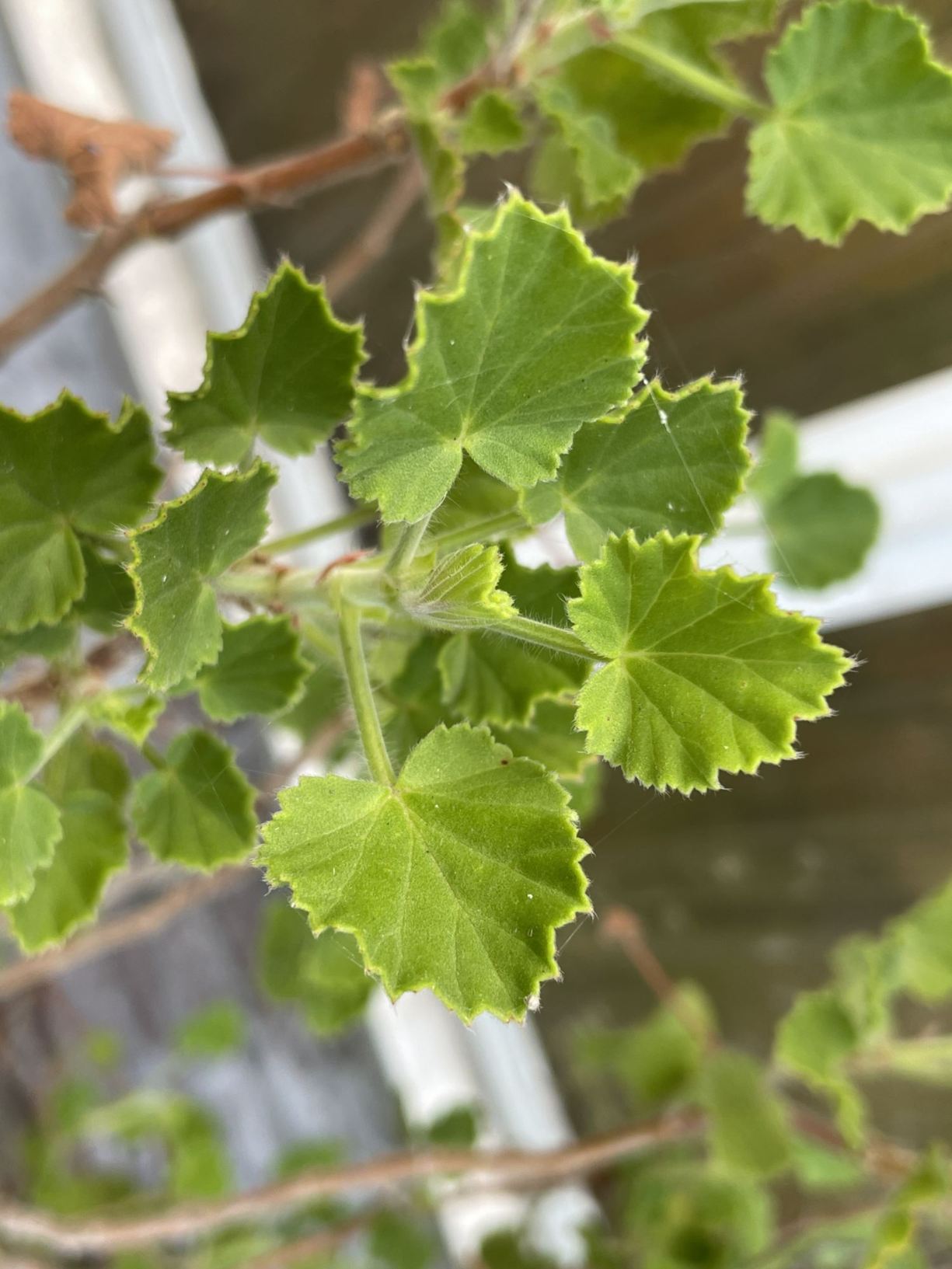 Pelargonium 'Cola Bottles'