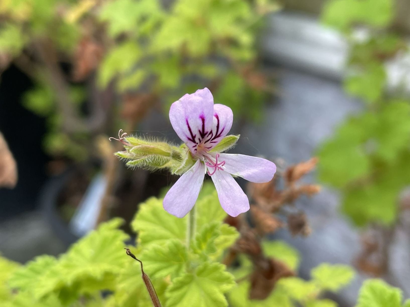 Pelargonium vitifolium