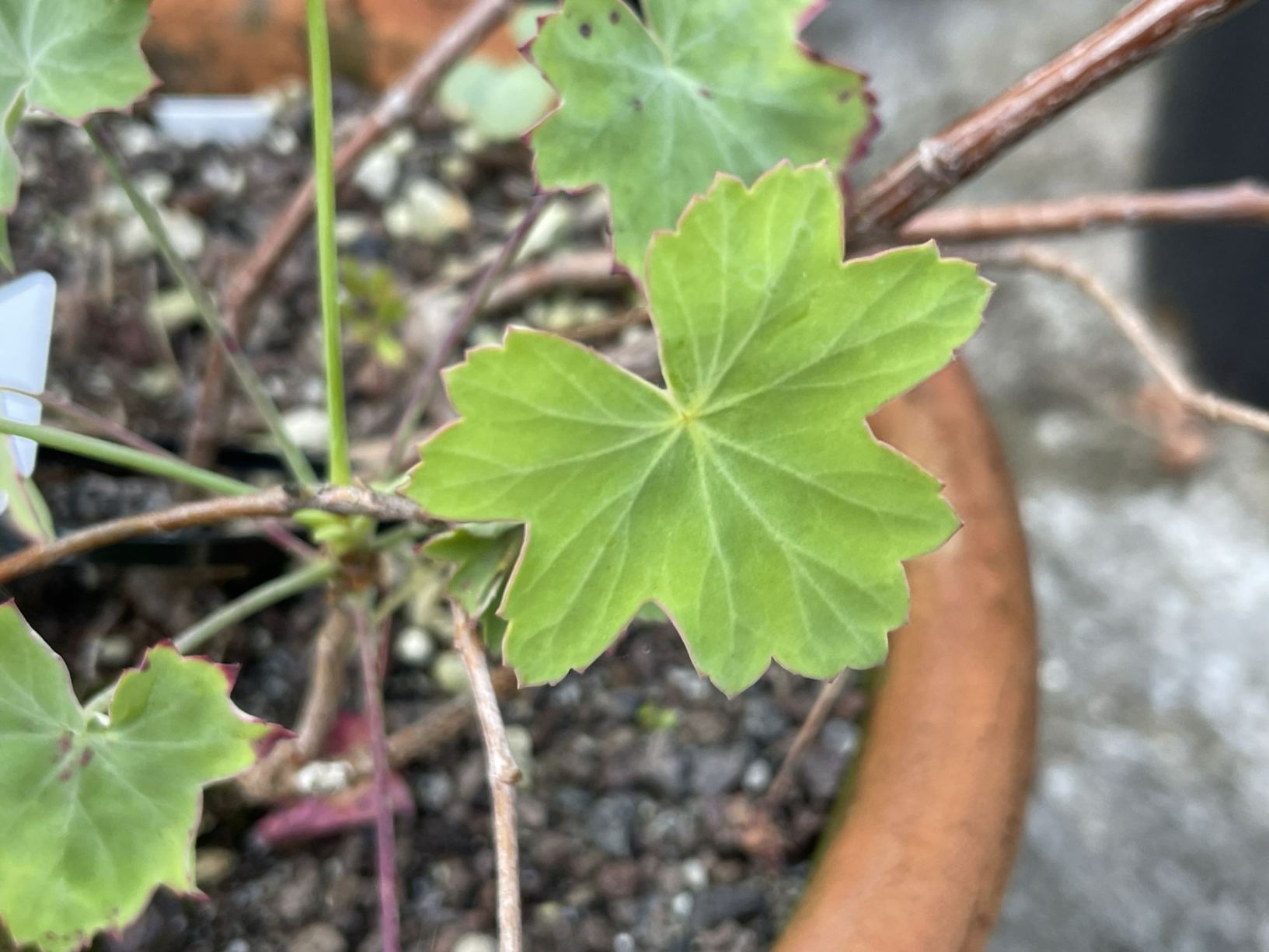 Pelargonium grandiflorum