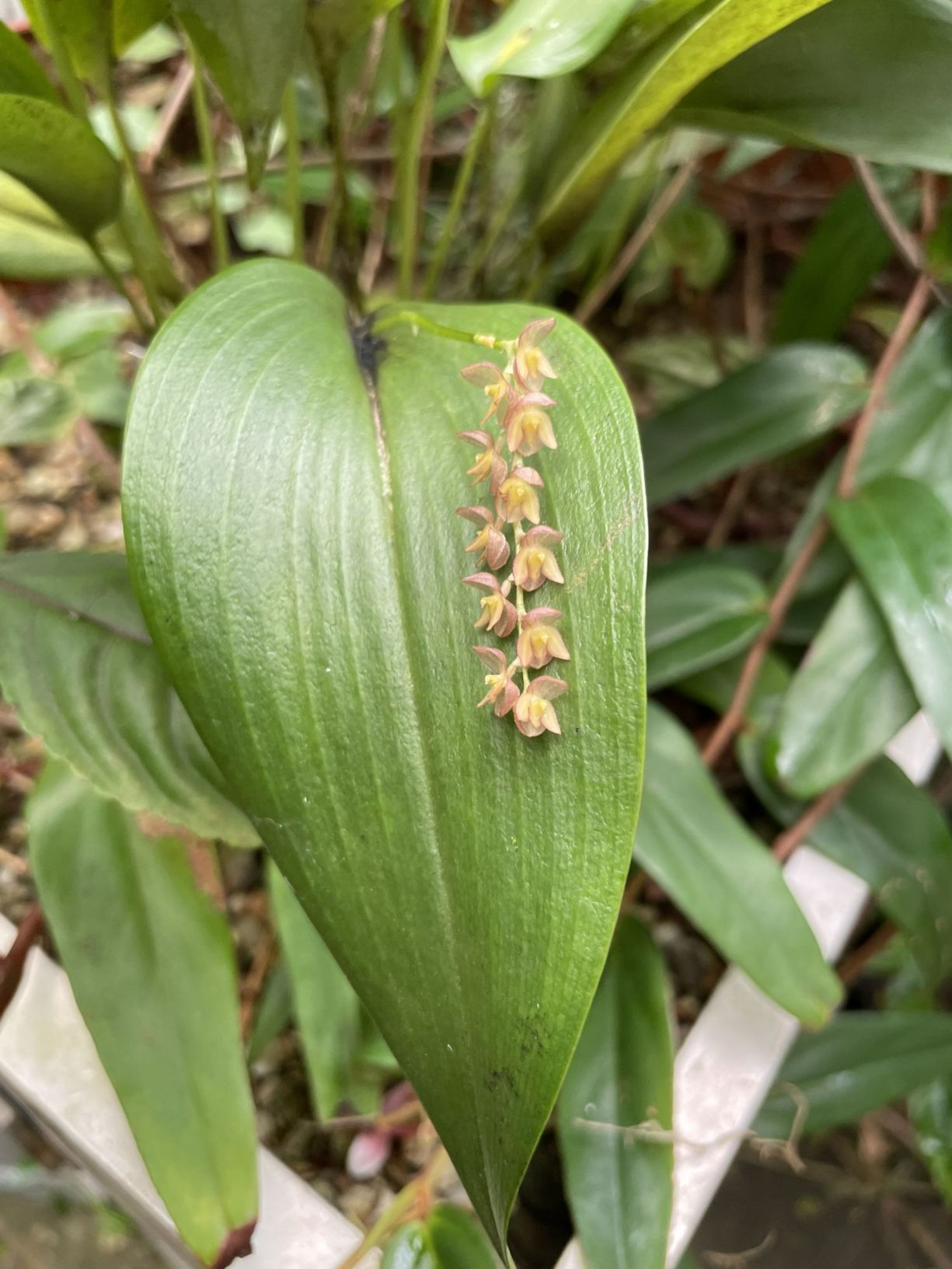 Pleurothallis dentipetala