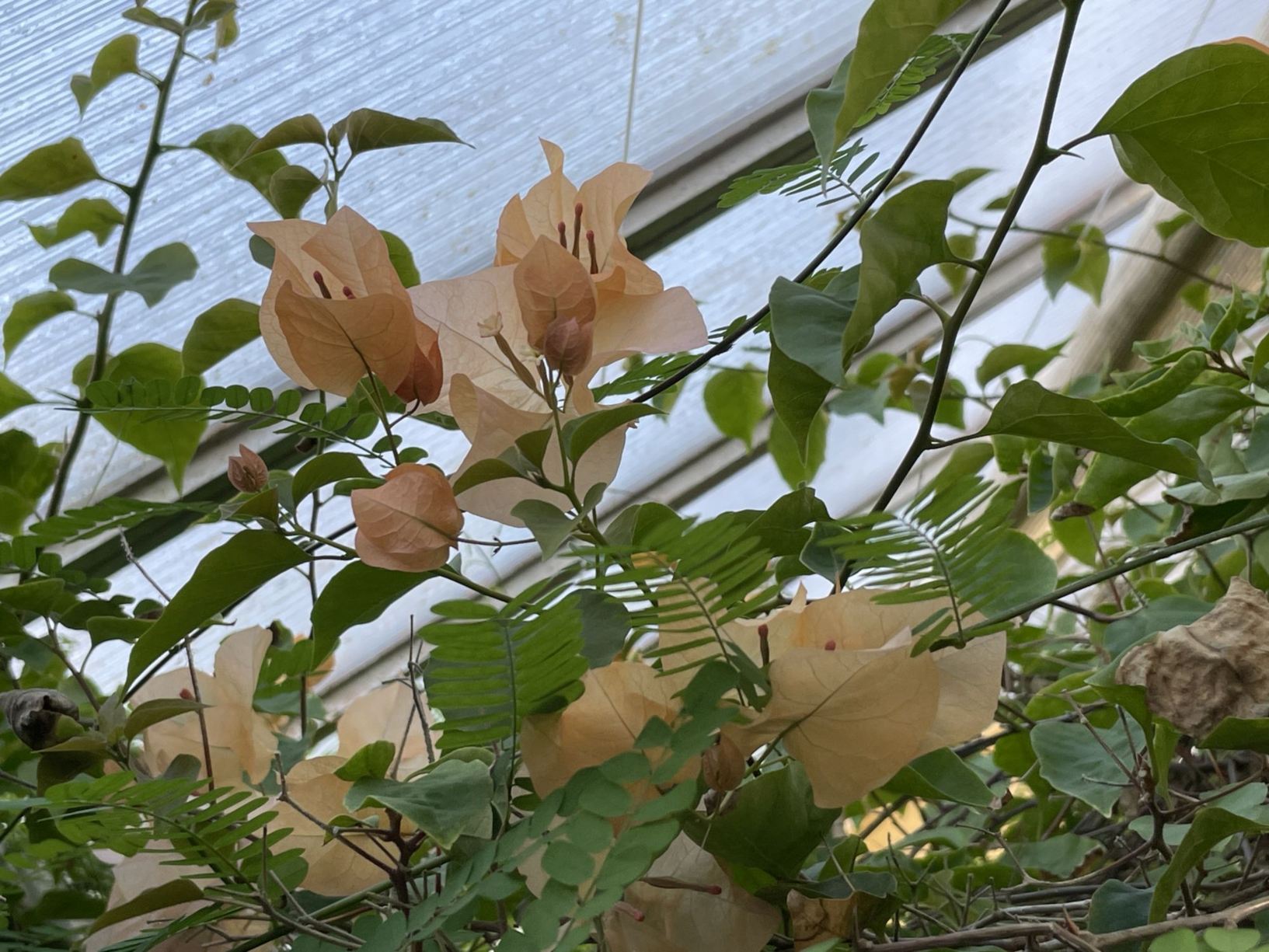 Bougainvillea 'Golden Tango'