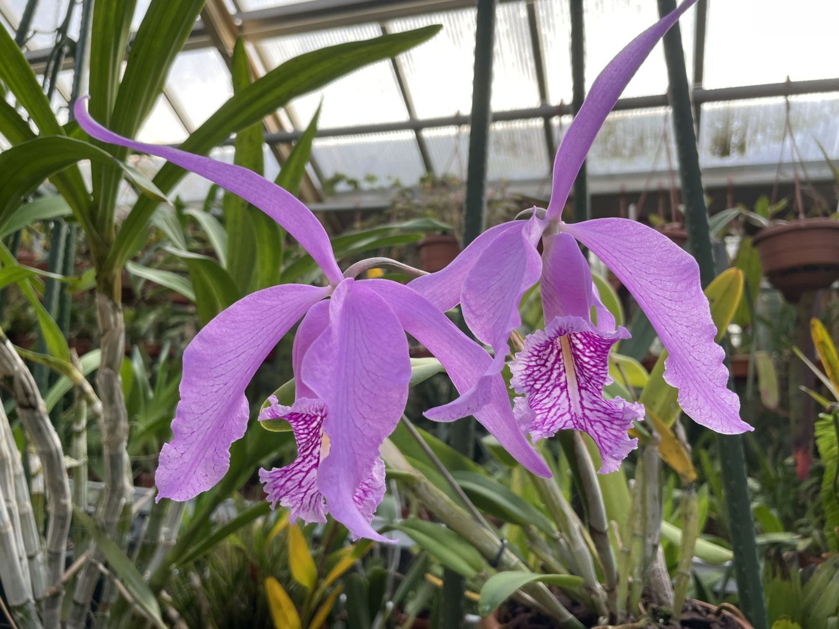 Cattleya maxima