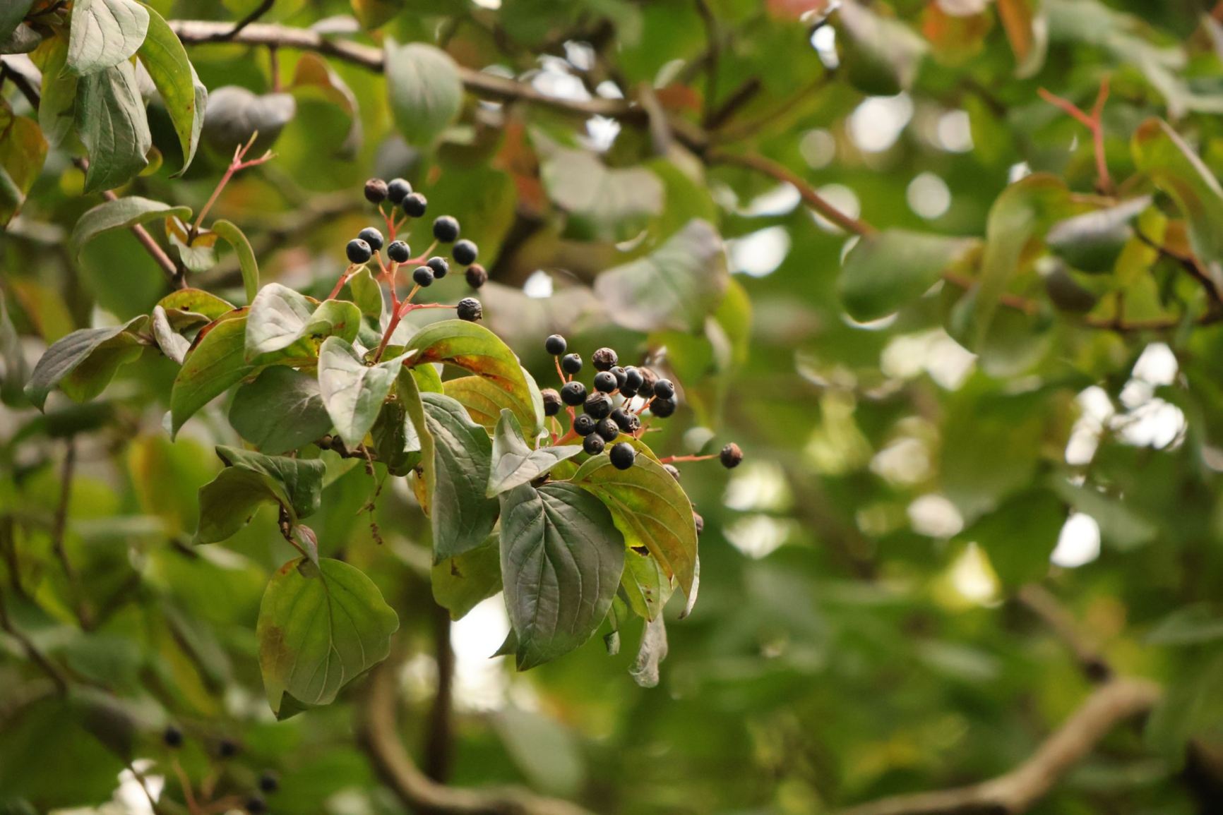 Cornus walteri