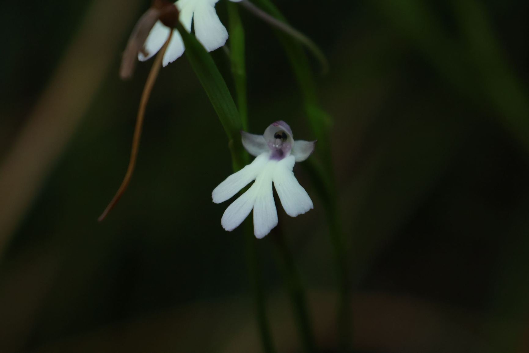 Cynorkis fastigiata