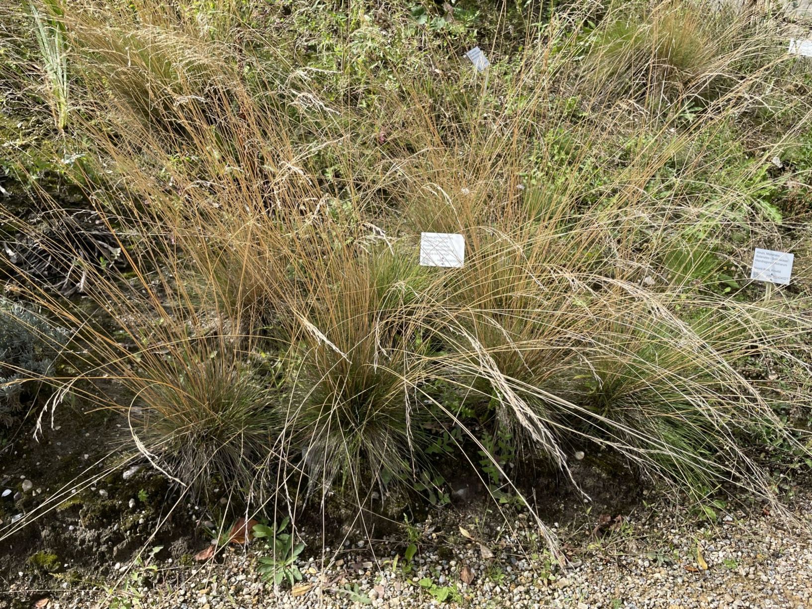 Festuca amethystina
