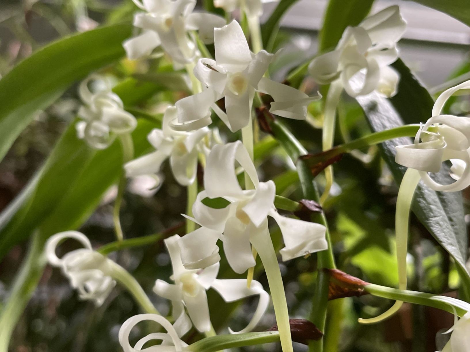 Cyrtorchis arcuata var. arcuata