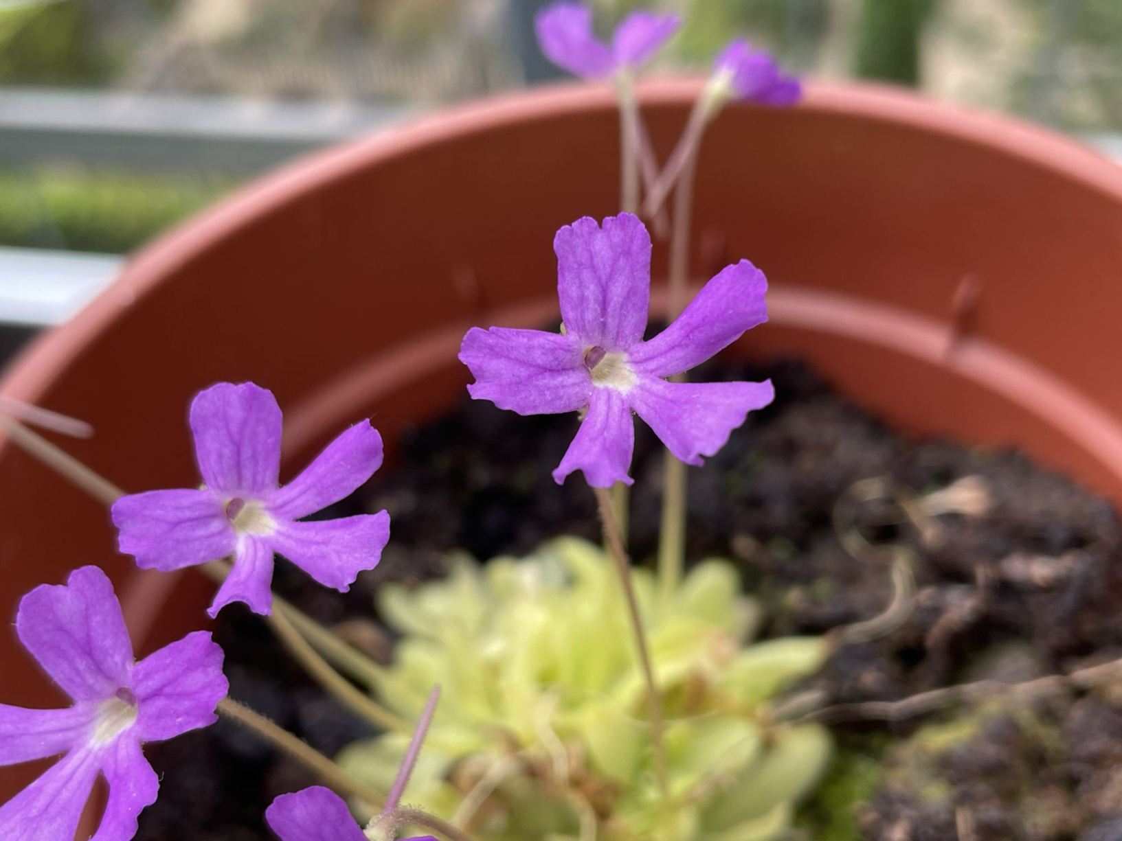 Pinguicula moranensis