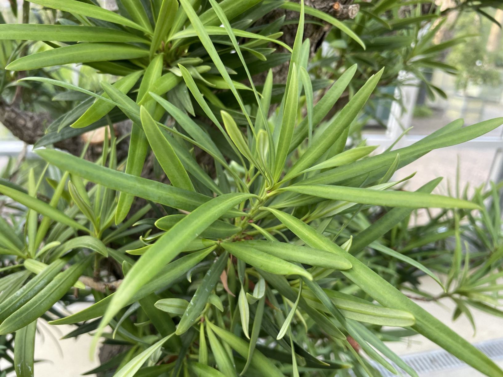 Podocarpus neriifolius