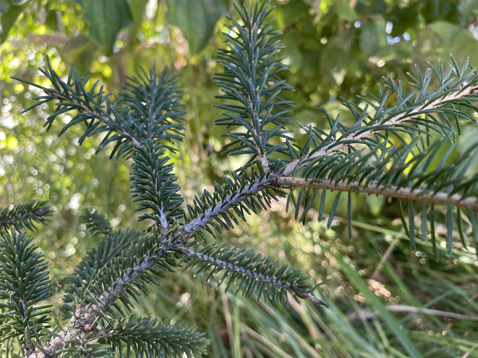 Picea likiangensis