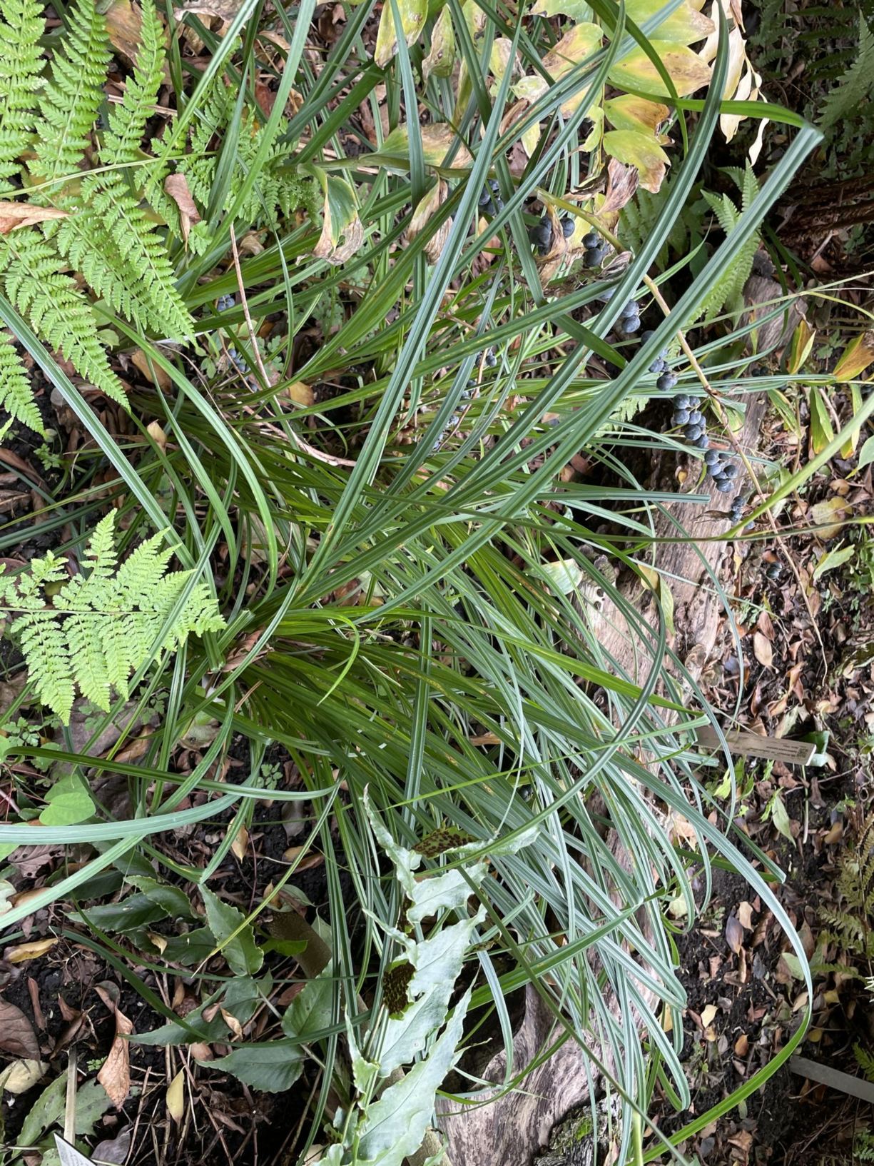 Carex nigra