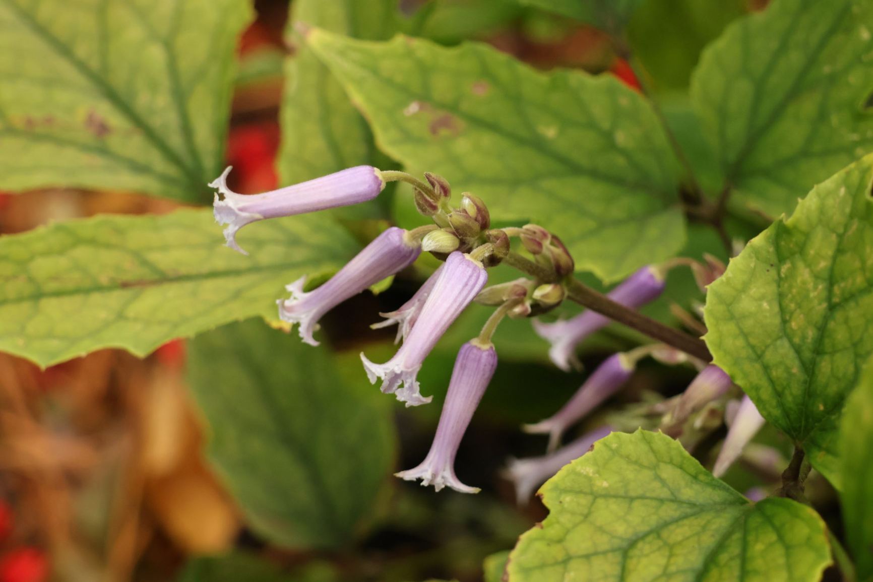 Clematis heracleifolia