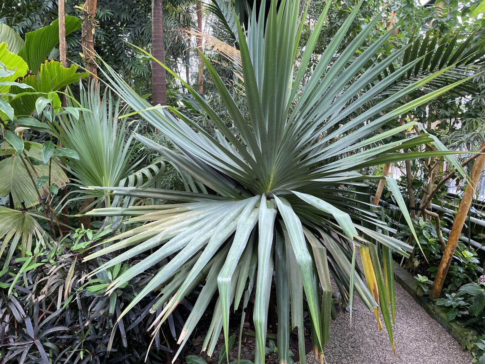 Pandanus utilis