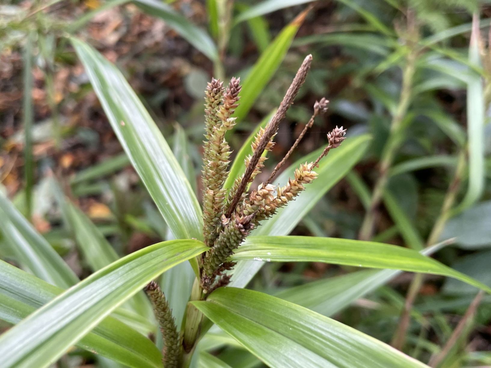 Carex phyllocephala