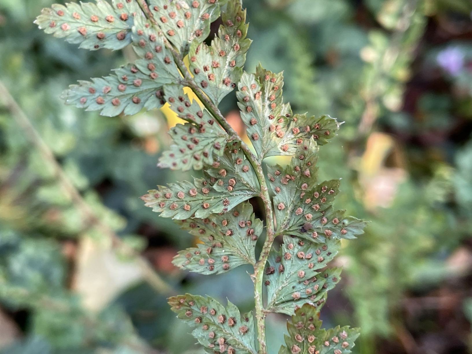 Polystichum setiferum 'Wakeleyanum'