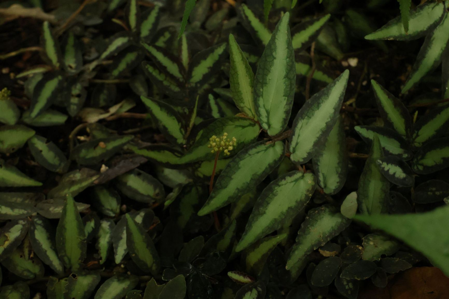 Procris repens