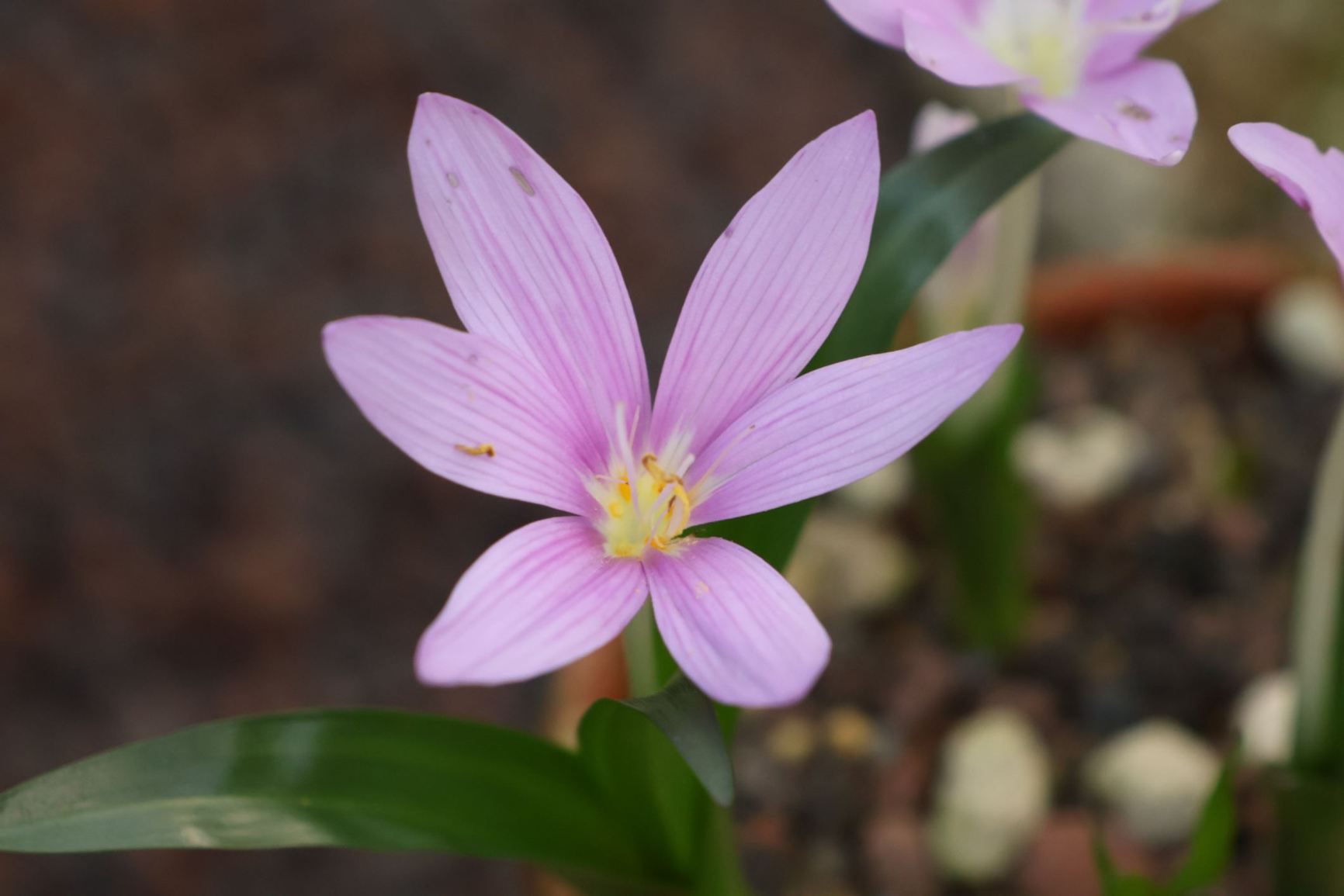 Colchicum baytopiorum