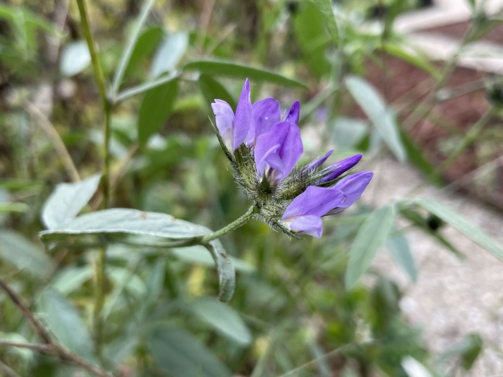 Bituminaria bituminosa