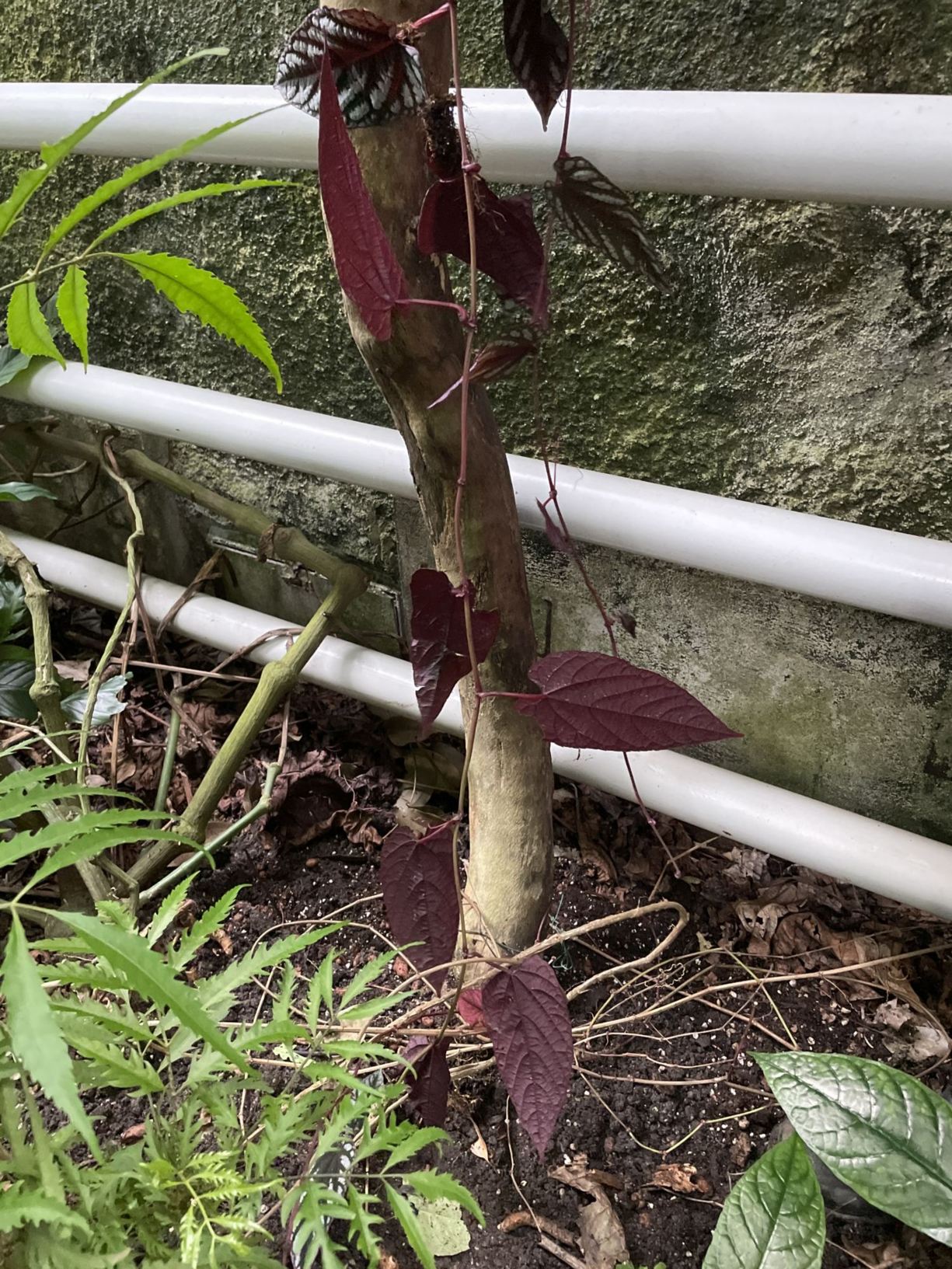 Cissus discolor