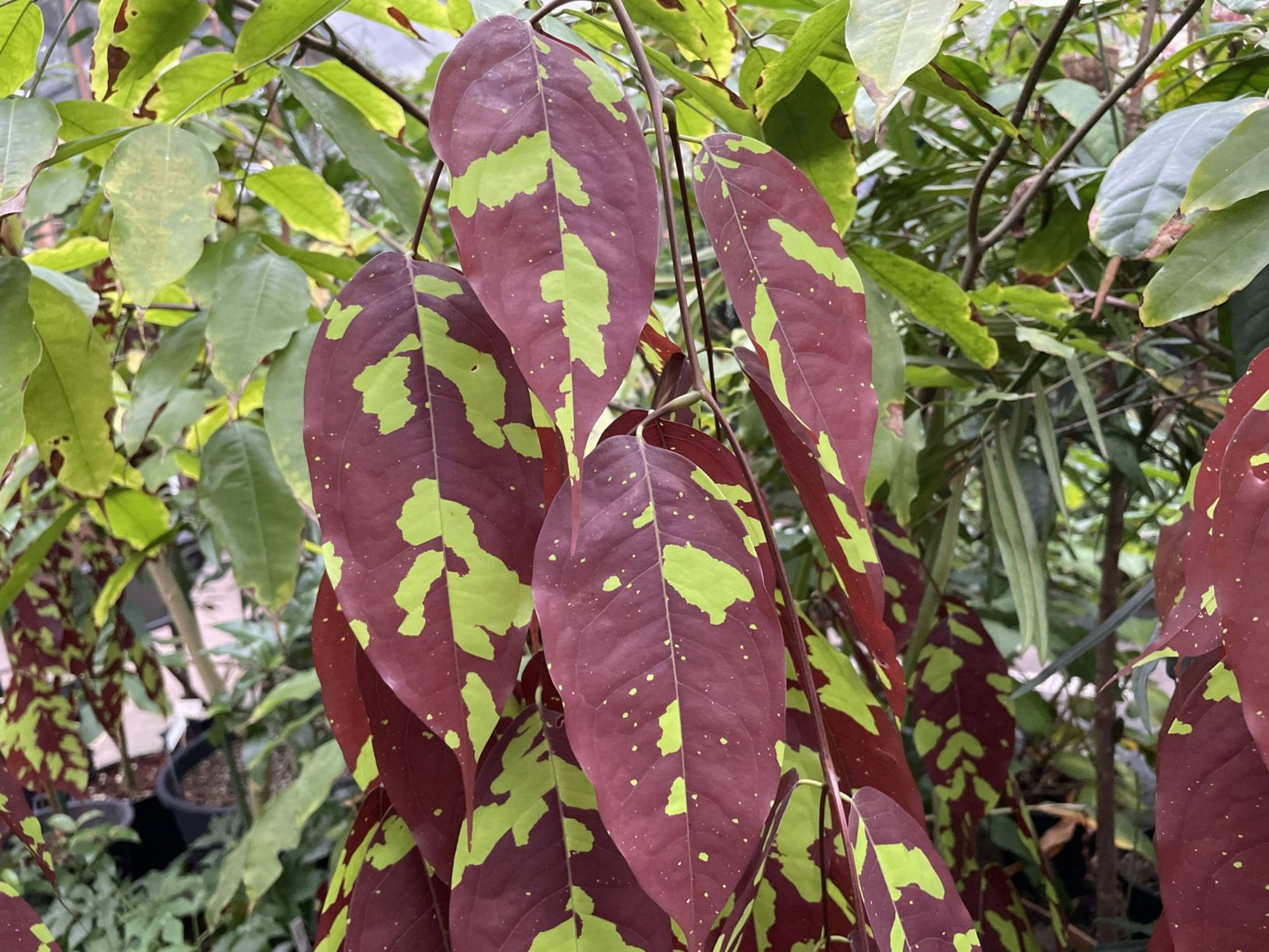 Browneopsis ucayalina