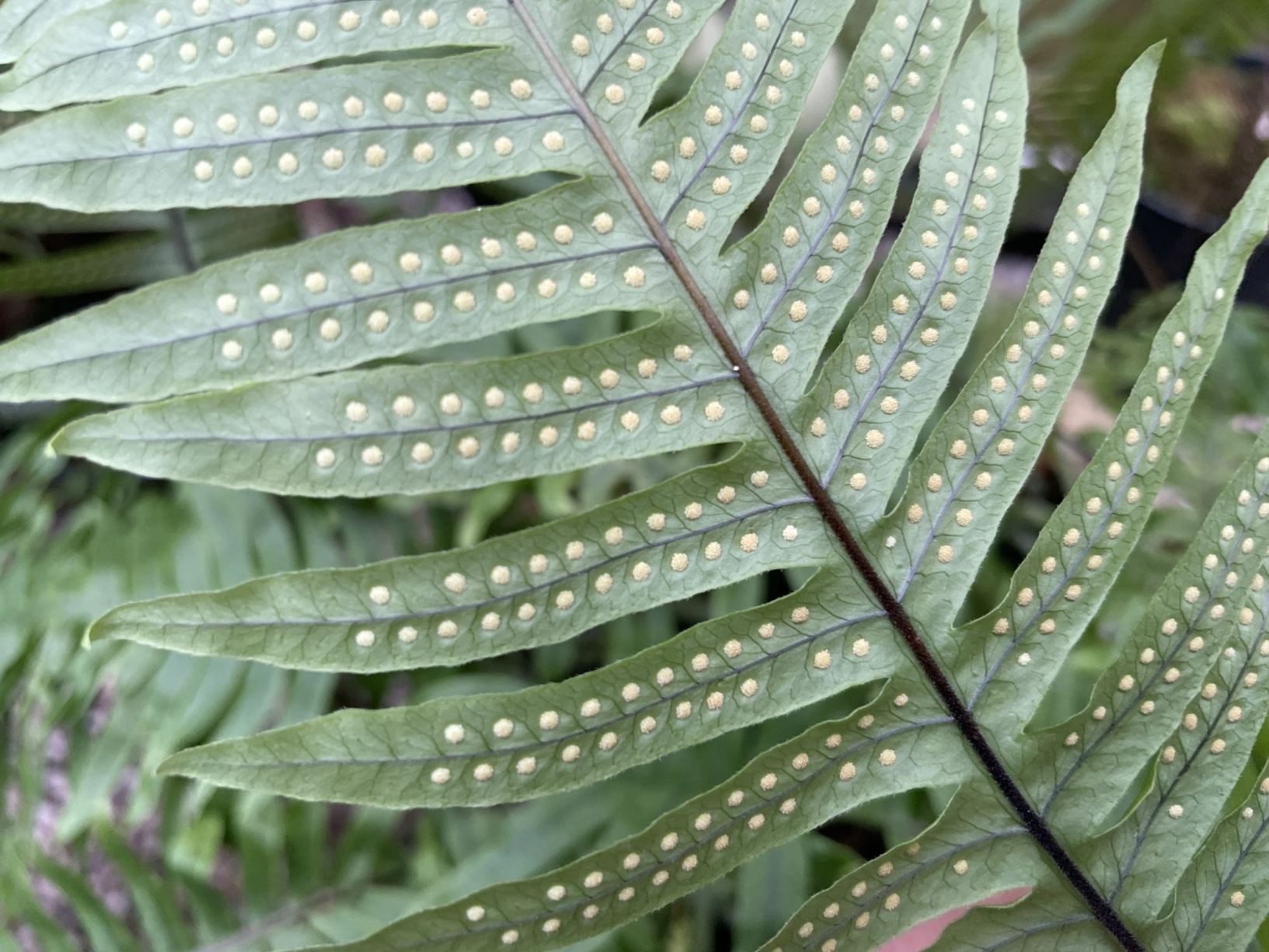 Polypodium formosanum