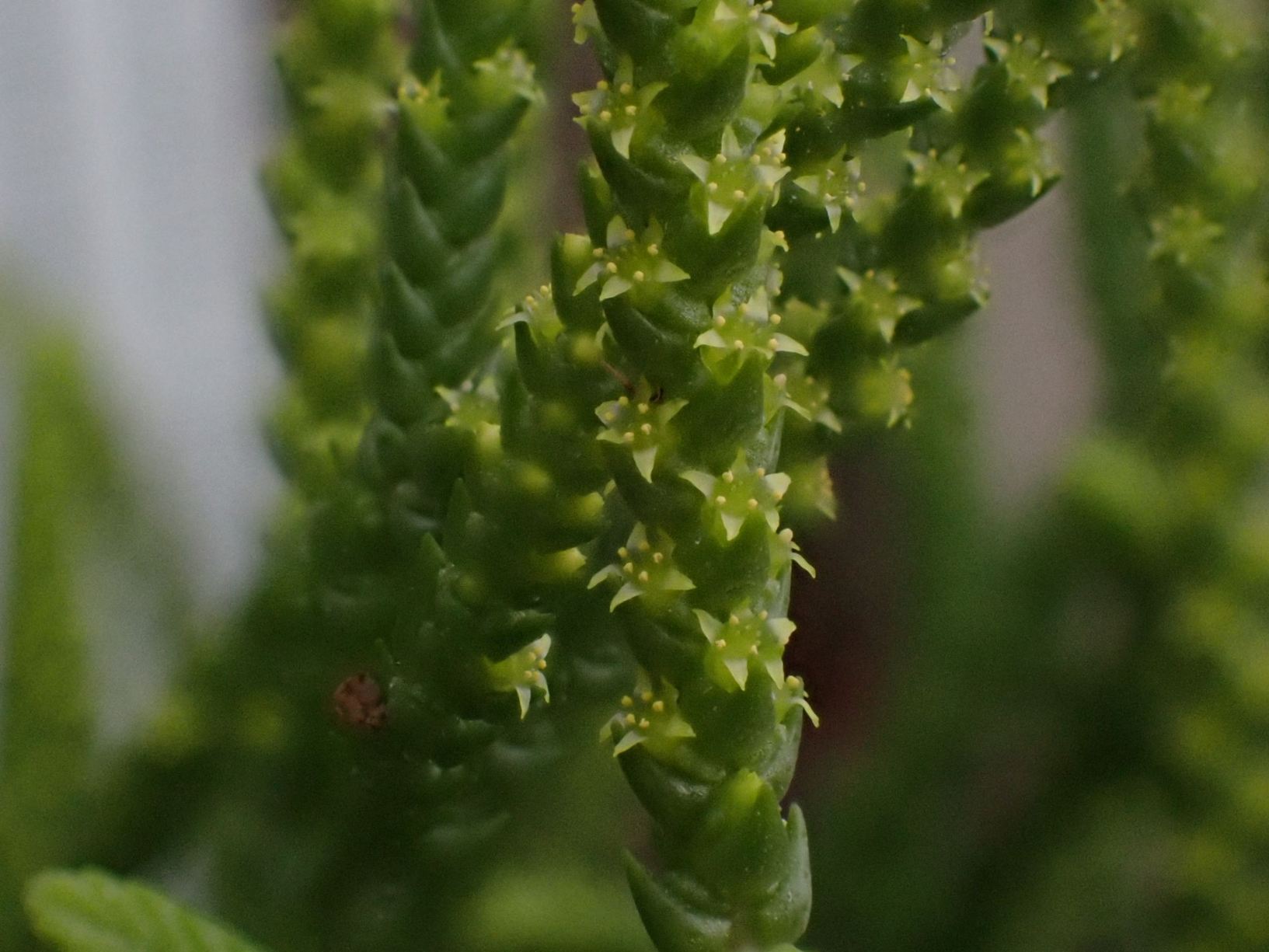 Crassula muscosa