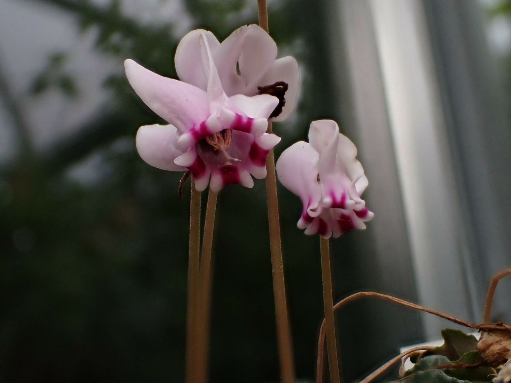 Cyclamen hederifolium