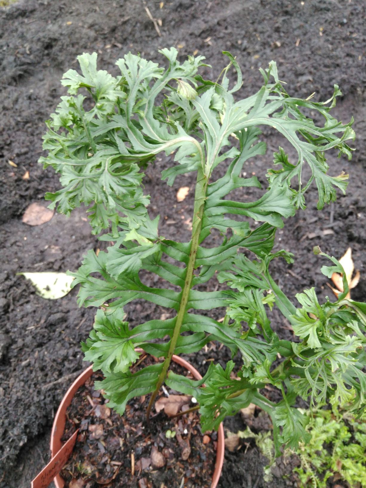 Polypodium glycyrrhiza 'Grandiceps Diane'