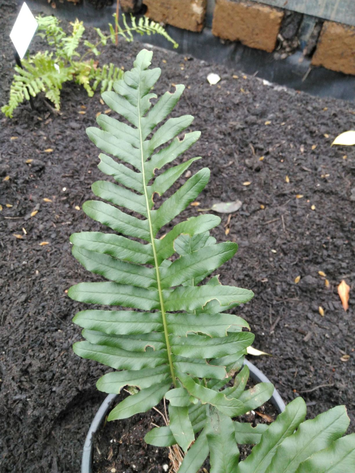 Polypodium glycyrrhiza × scouleri