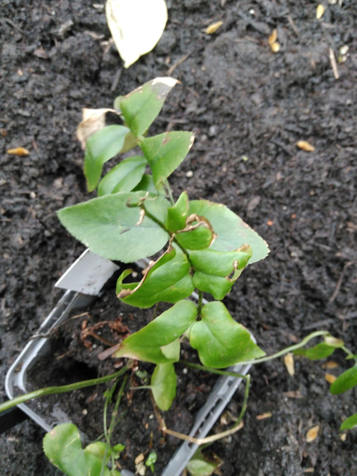 Polystichum hookerianum