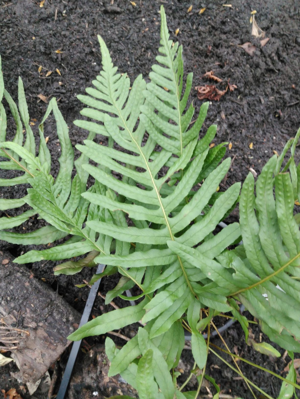 Polypodium × mantoniae
